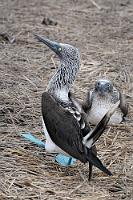 Gnadenlose Auswahlkriterien  Während einige Blaufußtölpel bereits über Eiern brüten oder sogar Küken hüten, sind andere noch ausgiebig mit der Balz beschäftigt. Neben einem Tanz, bei dem beide Partner sich mit hochgereckten Schnäbeln und nach vorn gedrehten Flügeloberseiten umkreisen, sind es besonders die blauen Füße des Männchens, denen die hauptsächliche Werbungsfunktion zukommt. Die Stärke der Blaufärbung – einem Resultat lichtbrechender Collagenschichten um das Zellgewebe des Fußes, die nur die Reflektion der blauen Lichtanteile bewirken – bestimmt die Attraktivität des Männchens in den Augen des Weibchens. Nur gesunde und gut genährte Vögel zeigen ein tiefes Blau; schon Nahrungsentzug über zwei Tage läßt die Farbe wesentlich matter und das Männchen für die Damenwelt erheblich unattraktiver erscheinen.  Blue-footed Booby  (Sula nebouxii)  Blaufußtölpel : puerto lópez, isla de la plata, machalilla, blue-footed booby, sula nebouxii, blaufußtölpel