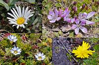 Hangblüten  Da sich keine Wetterbesserung für die Gipfelregion abzeichnet, machen wir uns bald wieder auf den Rückweg und halten lieber ein paar hundert Meter tiefer an verschiedenen Ausweichen an, um die hier in schönstem Sonnenlicht blühenden Pflänzchen in Augenschein zu nehmen und die Talsicht zu genießen.   oben links:  Werneria nubigena , oben rechts:  Gentianella cerastioides  unten links:  Gentiana sedifolia , unten rechts:  Hypochaeris sessiliflora : cotopaxi, werneria nubigena, gentianella cerastioides, gentiana sedifolia, hypochaeris sessiliflora