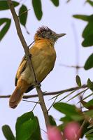 In Wirklichkeit harmlos  Wer kommt nur auf solche Namen? 'Ameisenwürger'... alleine die Bilder, die sich einem da aufdrängen! Glücklicherweise läßt neben der Schnabelform der typisch zerzauste Kopfschmuck der Gattung eine relativ einfache Einordnung zu. Bleibt dann 'nur' noch, die richtige Art zu finden.  Bei ihrem Männchen  sieht man den 'Weißnacken' übrigens deutlicher.   Collared Antshrike  (Thamnophilus bernardi)  female Weißnacken-Ameisenwürger : puerto lópez, collared antshrike, thamnophilus bernardi, weißnacken-ameisenwürger