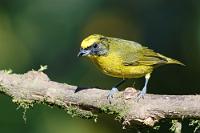 Junior Organist  Nachdem  seine Eltern  bereits ihren Platz auf meinem Kamerachip gefunden haben, kommt auch Junior noch vorbei und beschließt damit leider nach nur kurzen 1½ Tagen die bunte Vogelschau Ecuadors.  Für Morgen steht die Rückkehr nach Quito an, wo wir die letzte Nacht in einem Altstadthotel verbringen. Obwohl wir dieser Buchung etwas widerstrebend gegenüberstanden, hat uns das Reisebüro versichert, eine Ecuadorreise ohne die Altstadt Quitos sei nur eine halbe Reise! Nun, ja...  Thick-billed Euphonia  (Euphonia laniirostris hypoxantha)  immature male Dickschnabelorganist : mindo, pichincha, thick-billed euphonia, euphonia laniirostris hypoxantha, dickschnabelorganist