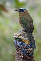 Keine Wimpel  Das Reisebüro hatte es gut gemeint und wollte uns den direkten, über 400 km langen Weg nach Mindo – unserem nächsten Ziel – ersparen. So hatten wir nach 215 Küstenkilometern einen Zwischenstopp und brauchten am nächsten Tag 'nur' noch 290 km zurückzulegen. Hätten wir vorher von der 'Belanglosigkeit' Canoas gewußt, wären wir vielleicht doch lieber einen Tag länger in Puerto López oder im fantastischen Vogelparadies Mindo geblieben. Ein wenig entschädigt uns am nächsten Morgen dieser Motmot, der uns vor der Weiterfahrt Gesellschaft beim Frühstück in der Strandbar leistet.  Den Unterschied zwischen einem  Diademmotmot  und diesem etwas zerrupften, schwanzwimpellosen Rötelbauchmotmot erkennen wohl auch nur Genealogen ;-).  Whooping Motmot  (Momotus subrufescens argenticinctus)  Rötelbauchmotmot : canoa, whooping motmot, momotus subrufescens argenticinctus, rötelbauchmotmot