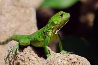 Kindchenschema  Gerade mal 30 cm lang kann man sich kaum vorstellen, dass später mal ein  echter Drache  aus diesem niedlichen, grünen Kerlchen wird.  Green Iguana  (Iguana iguana)  Grüner Leguan : puerto lópez, green iguana, iguana iguana, grüner leguan