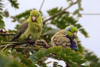 Krakeeler  Nun haben wir doch noch eine halbe Stunde, die wir vor einem Kiosk an der "Calle la Laguna" verbringen. In den umliegenden Bäumen herrscht ein reges Vogelleben – da hat Sandra nicht zuviel versprochen. Und von den allgegenwärtigen, unüberhörbaren, aber meist fotografisch nur schwer fassbaren Sperlingspapageien bekomme ich endlich auch ein nettes Paarfoto.  Pacific Parrotlet or Lesson's Parrotlet  (Forpus coelestis)  female + male  Blaugenick- od. Blaunacken-Sperlingspapagei : puerto lópez, ayampe, río ayampe, colibri bird trail, pacific parrotlet, lesson's parrotlet, forpus coelestis, blaugenick-sperlingspapagei, blaunacken-sperlingspapagei