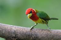 Mit Bart?  Bei der zunehmenden Begeisterung, die uns angesichts der Vielzahl der hier innerhalb kurzer Zeit anfliegenden Exoten überfällt, bedauern wir immer mehr, lediglich 1½ Tage hiersein zu können. Wir hätten man doch Canoa ausfallen lassen sollen... oder die letzte Nacht in Quito. Nun, letztlich hätte das auch nur einen Tag mehr gebracht. Man müßte einfach mehr 'Birder'-Schwerpunkte in eine solche Reise einbauen! Andererseits kämen dann wieder unsere anderen Interessen zu kurz... Ach, man kann leider in nur drei (möglichst auch noch bezahlbaren) Wochen nicht alles machen. Wir haben ein echtes Luxusproblem! ;o))   Frau Bartvogel  kann es in Hinblick auf Schönheit diesmal durchaus mit ihrem Männchen aufnehmen!  Red-headed Barbet  (Eubucco bourcierii aequatorialis)  male  Andenbartvogel : mindo, pichincha, red-headed barbet, eubucco bourcierii aequatorialis, andenbartvogel