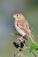 Nussknackerlein  Kein Weg mehr ohne Kameras. Ein schnell vorbeiflatterndes Vögelchen läßt sich auf einem Ast nieder – und unversehens habe ich mir einen bemerkenswerten Vertreter der fliegenden Fauna eingefangen.  Parrot-billed Seedeater  (Sporophila peruviana, Sporophile perroquet)  female  Papageischnabelpfäffchen, Papageischnabelspelzer : puerto lópez, parrot-billed seedeater, sporophila peruviana, sporophile perroquet, papageischnabelpfäffchen, papageischnabelspelzer