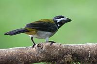 Pantomime  Dieser, in den tropischen Bergwäldern West Kolumbiens und Nordwest Ecuadors beheimatete Singvogel wurde bisher – wahrscheinlich aufgrund äußerlicher Merkmale – der Kardinal-Familie zugeordnet. Neuere Erkenntnisse legen hingegen eine Verwandtschaft zu den Tangaren nahe. Nicht herauszukriegen war, wie Taxonomen solche Zuordnungen festlegen. Eigentlich sollten heutzutage dank genetischer Analysen doch eindeutigere Aussagen möglich sein...?!  Black-winged Saltator  (Saltator atripennis caniceps)  Schwarzschwingensaltator  Saltator  lat.: Tänzer, Pantomime : mindo, pichincha, black-winged saltator, saltator atripennis caniceps, schwarzschwingensaltator