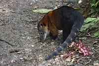 Paseo de los Monos  Affenpfad – so die deutsche Übersetzung dieser Einrichtung – beherbergt nicht nur Primaten, sondern versteht sich als Auswilderungsstation verschiedener tropischer Spezies, die als Waisen oder aus illegaler Haltung hierher gelangten. Neben 1$, die der Betreiber eines privaten Parkplatzes kassiert, kostet uns der Besuch des von Freiwilligen und Studenten betriebenen Parks je 3 gut angelegte Dollar. Nach einer lautstarken Begrüßung durch einige Äffchen, die in großzügigen Gehegen links und rechts des Urwaldpfades herumturnen und zum sofortigen Gestreicheltwerden an das Gitter eilen, erreichen wir die Mitarbeiterstation, wo wir eine kurze Einweisung in die  Ziele der Auffangstation  erfahren.  South American Coati or Ring-tailed Coati  (Nasua nasua)   Südamerikanischer Nasenbär : puyo, paseo de los monos, south american coati, ring-tailed coati, nasua nasua, südamerikanischer nasenbär