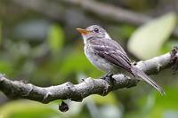 Pewee  Sandra ist eine junge Frau, die auf Nachfrage erzählt, ihr Interesse an Vögeln hätte sie dazu veranlaßt, einen Kursus über Ornithologie und Vogelführung bei einer Naturschutzorganisation zu absolvieren. Bewaffnet mit einem starken Fernglas, macht sie auch noch im dunkelsten Gebüsch und auf den höchsten Bäumen interessante Vögel aus, es fällt ihr aber ein bißchen schwer meine Frustration nachzuvollziehen, weil mir das Tele licht- und entfernungstechnisch viel zu oft fotografische Grenzen setzt.  Tumbes Pewee or Western Tropical Pewee  (Contopus punensis)  Tumbes Waldschnäppertyrann : puerto lópez, ayampe, río ayampe, colibri bird trail, tumbes pewee, western tropical pewee, contopus punensis, tumbes waldschnäppertyrann