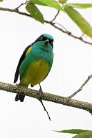 Pitpit  Ich hoffe, es klingt nicht undankbar, aber die Zielsetzung unserer forschen Führerin und meine fotografischen Interessen differierten mitunter ein wenig. Was aber nicht zu Spannungen oder Unfrieden führte, denn trotz der nachvollziehbaren Eile (wegen der Taxiabholung) haben wir den Spaziergang durch den tropischen Trockenwald sehr genossen und waren besonders begeistert von der Vielfalt an Bambusgehölzen, die die Flußufer säumten.  Yellow-tufted Dacnis  (Dacnis egregia)  male Gelbsteißpitpit : puerto lópez, ayampe, río ayampe, colibri bird trail, yellow-tufted dacnis, dacnis egregia, gelbsteißpitpit