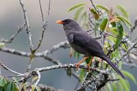 Positiv überrascht  Sicherlich ist die freundliche Aufmerksamkeit unseres Wirtes und seiner Frau auch der Tatsache geschuldet, dass wir zur Zeit die einzigen Gäste sind. Neben der Zugfahrt ist es aber nicht zuletzt die unaufdringliche Gastfreundschaft dieser gemütlichen Herberge, in deren Garten man auch ein wenig der Vogelbeobachtung frönen kann, die unseren zweitägigen Aufenthalt in dieser 'langweiligen Stadt' zu einem unerwarteten Highlight werden läßt!   Great Thrush  (Turdus fuscater quindio)  female  Riesendrossel : alausi, great thrush, turdus fuscater quindio, riesendrossel