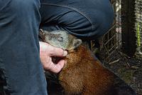 Schmusebär  Bald darauf werden wir alleine auf das riesige Urwaldareal losgelassen, in dem die Tiere sowohl in Gehegen wie auch völlig frei herumstromern. Einem kleinen Nasenbären, der vor uns auf dem Weg nach Nahrung stöbert, nähern wir uns äußerst vorsichtig, um ein paar nette Fotos zu bekommen. Wir rechnen fest damit, dass er bei weiterer Annäherung die Flucht ergreift. Aber nein, nachdem wir über ihn hinweggestiegen sind, folgt er uns zutraulich, schmiegt sich an unsere Beine und läßt nicht eher von uns ab, bis wir ihn ausdauernd von oben bis unten gestreichelt und gekrauelt haben. Wir hätten den kleinen Kerl am liebsten adoptiert!  South American Coati or Ring-tailed Coati  (Nasua nasua)   Südamerikanischer Nasenbär : puyo, paseo de los monos, south american coati, ring-tailed coati, nasua nasua, südamerikanischer nasenbär