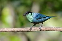 Selbstzweifel  Wenn wir schon den "Cascada Reina" nicht erwandern konnten, wollten wir doch zumindest versuchen, mit dem Auto einen noch etwas weiter im Schutzgebiet Mindo-Nambillo gelegenen Mirador zu erreichen, der – wenn auch nicht ganz eindeutig – zumindest die Aussicht auf diesen Wasserfall versprach. Lange Rede kurzer Sinn: Entweder waren wir zu doof, oder seit der letzten Reiseführeraktualisierung hatte Mindo sich reorganisiert... wir fanden weder Mirador noch Wasserfall!  Nicht dem Dichter Heinrich, sondern dem deutschen Ornithologen  Ferdinand Heine  wurde diese Tangare gewidmet.  Black-capped Tanager  (Stilpnia heinei, Syn.: Tangara heinei)  male Heinetangare od. Schwarzscheiteltangare : mindo, pichincha, black-capped tanager, tangara heinei, heinetangare