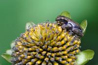 Sonniger Platz  Seinen ganz persönlichen Platz an der Sonne(nblume) hat sich dieses nur ca. 2½ cm große Fröschlein erobert. Genauso bewegungslos wie während des Photoshootings verharrt er auch hinterher, so dass wir leider nicht sagen können, ob er über besonders 'expandierte Scheiben am Ende der Zehen' verfügte, die typisch für diesen Baumfrosch sind. Und weil er sich so eng zusammengekuschelt hat, ist auch keine verbindliche Aussage über die Unterbauchfärbung und die Innenseiten seiner Schenkel möglich. Alles andere spricht aber unbedingt für die Richtigkeit unserer Identifikation ;o).  wahrscheinlich: Executioner Treefrog  (Hyla carnifex) : mindo, pichincha, executioner treefrog, hyla carnifex