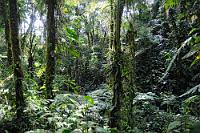 Ein Stück vom Dschungel  Nach dem Frühstück machen wir uns auf den Weg und erkunden zuerst einmal die Umgebung unserer Lodge. In dem weitläufigen Gelände soll es einen Wasserfall geben und auch eine Canopy-Anlage, von der wir noch nicht wissen, ob wir sie mal austesten wollen. Die Wege sind mit Vorsicht zu begehen, da sie stellenweise sehr glitschig sind. Wir finden den Hinweis auf einen Mirador, der sich als zusammengefallener Holzturm entpuppt, den Wasserfall aber vorerst nicht. Erst als wir davorstehen geht uns auf, dass das Rinnsal welches über eine zweistufige Betontreppe plätschert, sich in der Regenzeit durchaus zu einem 'Wasserfall' mausern könnte. Nun, ja... : mindo, pichincha, rain forrest