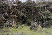 Urwaldreste  Allmählich wird's uns doch ein wenig plümerant. Ist dies wirklich die Straße nach Papallacta? Auf der anderen Seite: Das Reisebüro hatte uns für diesen Reiseabschnitt tolle Eindrücke vom Cayambe-Coca versprochen und die Páramo-Landschaft sah in ihrer Wildheit und Einsamkeit auch wirklich beeindruckend aus. Nur die Wege wurden immer viertklassiger und uns war seit Ewigkeiten kein Mensch mehr begegnet. Nach einiger Zeit stießen wir auf ein Rangerhäuschen. Alle Türen sperrangelweit offen und die Straßenschranke oben. Auch nachdem wir einige Zeit gewartet hatten, erschien kein Mensch. Dann eben nicht. Wir fuhren weiter... : cayambe-coca