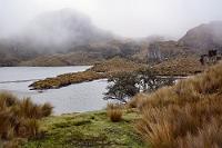Verborgene Vielfalt  Man kann wohl nicht erwarten, im direkten Umfeld des Besucherzentrums etwas von der enormen Artenvielfalt des Parks mitzubekommen. Selbst die ein, zwei Vögelchen, die unseren Weg kreuzen, gehen bei diesem Wetter zu Fuß; die größeren Säugetiere wie Brillenbären, Ozelot, Puma und Bergtapire werden bestenfalls in weiterer Entfernung zu finden sein und die Kaninchen bleiben wohl auch lieber im molligen Bau... : cuenca, el cajas, guayaquil