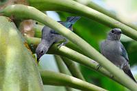 Vögel beim Schlangestehen  Man hat uns für unsere morgige Inseltour nicht nur die exklusive Sichtung der endemischen Blaufußtölpel versprochen, sondern auch – mit einiger Wahrscheinlichkeit – die Sichtung von Buckelwalen in Aussicht gestellt.  'Wahrscheinlichkeit', 'in Aussicht'... reicht uns das??? Kurz entschlossen entscheiden wir uns, den heutigen Nachmittag nicht im Nationalpark zu verbringen, sondern eine separate Wal-Tour mit nahezu hundertprozentiger Sightseeing-Garantie zu buchen. Wer weiß, wann man sonst noch mal so dicht dran ist... ;-).  Blue-gray Tanager  (Thraupis episcopus quaesita)   Blau-, Blaugraue od. Bischofstangare : puerto lópez, blue-gray tanager, thraupis episcopus quaesita, blautangare, blaugraue tangare, bischofstangare