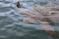 Da, wo das Futter lockt  Nicht nur Vögel bevölkern die Insel, auch Mähnenrobben sollen sich gelegentlich auf den Uferfelsen sonnen und Schlankdelfine in ihren Gewässern kreisen. Die Mähnenrobben verzichten bei dem trüben Wetter auf die Sonnenbräune, von den Delfinen sehen wir einige in weiter Entfernung auf der Rückfahrt. Zuvor gibt es aber auch hier die Möglichkeit des Schnorchelns nahe am Ufer, ein Angebot, welches wegen der zahlreich zu sehenden Tropenfische von den meisten Passagieren gern angenommen wird. Uns ist es aber zu ungemütlich und wir entscheiden uns gegen das Schnorcheln, was angesichts der ziemlich schnell bibbernd ins Boot zurückkehrenden Mitpassagiere sicherlich nicht falsch war. Stattdessen verzehren wir lieber den gereichten kleinen Imbiss und sehen den Meeresschildkröten zu, die gierig nach den vom Bordpersonal hingeworfenen Happen schnappen.   Pacific Green Sea Turtle  (Chelonia mydas) : puerto lópez, isla de la plata, machalilla, pacific green sea turtle, chelonia mydas