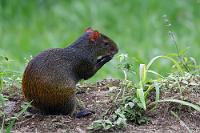 Wo es was zu Futtern gibt...  ...ist das Aguti nicht weit. Überhaupt ist das in elf Unterarten von Mexiko bis nach Argentinien verbreitete Nagetier ein echtes Anpassungswunder. Es bevölkert von Plantagen und Savannen bis ins Busch- und Waldland die unterschiedlichsten Habitate, bewohnt Erd- und Baumhöhlen oder dichtes Unterholz und ist auf seinen langen Hinterläufen mit je drei hufähnlichen Krallenzehen bei Gefahr in Nullkommanix verschwunden. Bei der Nahrung stehen neben Früchten, Blättern und Stengeln besonders Sämereien und Nüsse auf seinem Speiseplan, die es eichhörnchenähnlich zwischen den Vorderpfoten hält. Mit seinem kräftigen Gebiß ist das Aguti das einzige Nagetier Südamerikas, welches es mit der extrem harten Paranuss aufnimmt. Von den elf Unterarten sind 5 stark bedroht, da Menschen die großen Nager als Plantagenschädlinge jagen und zudem ihr Fleisch sehr gut schmecken soll.  Central America Agouti  (Dasyprocta punctata)  Aguti : mindo, pichincha, central america agouti, dasyprocta punctata, aguti
