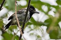 Zerzauster Weißnacken  Wir haben während der Nacht versucht, unsere nassen Klamotten auf der Wäscheleine zu trocknen, die über unseren Balkon gespannt ist. Sinnlos – die Luft hier am Meer ist so feucht, dass wir die Sweatshirts, klamm wie sie sind in die Koffer packen müssen. Heute geht es weiter die Küste hinauf zu unserer nächsten Station, dem Surfer Paradies Canoa. Zuvor aber wollen wir einen Ausflug unternehmen, den wir am Vorabend noch in der Rezeption gebucht haben. Nach Canoa sind es zwar etwas über 200 km, die schaffen wir aber auch noch gut, wenn wir erst gegen Mittag in Puerto López aufbrechen. Da unser Zimmer aber geräumt sein muß, verstauen wir nach Absprache mit dem Hotel unsere Koffer im Auto, welches wir freundlicherweise bis zu unserer Abfahrt auf dem Hotelparkplatz belassen können.  Dies ist der Mann zur  schon gezeigten Frau .  Collared Antshrike  (Thamnophilus bernardi)  male Weißnacken-Ameisenwürger : puerto lópez, ayampe, río ayampe, colibri bird trail, collared antshrike, thamnophilus bernardi, weißnacken-ameisenwürger