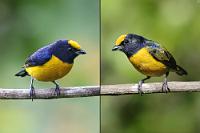 Zwei Generationen  Zusätzlich erschwert wird die Identifikation der so vielen ähnlich gefärbten Vögel durch die gleichzeitig herumflatternden Jungtiere in unterschiedlichen Stadien der Gefiederausfärbung. Nicht sofort offensichtlich unterscheidet sich der Gelbbauch- von dem Dickschnabelorganisten hauptsächlich durch das breiter ausfallende Brustlätzchen.  Orange-bellied Euphonia  (Euphonia xanthogaster)  male + immature male Gelbbauchorganist : mindo, pichincha, orange-bellied euphonia, euphonia xanthogaster, gelbbauchorganist