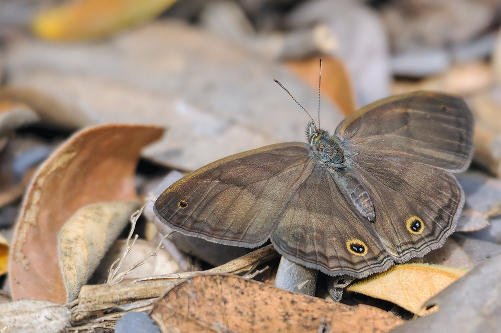 Verhaltene Schönheit