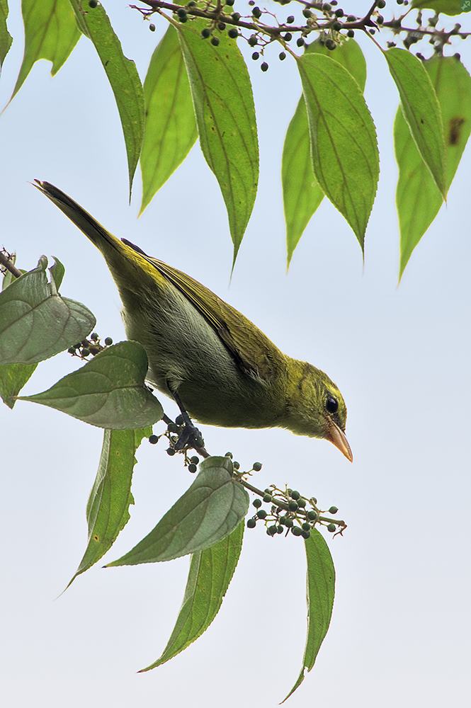 Vielfalt am Bird Trail