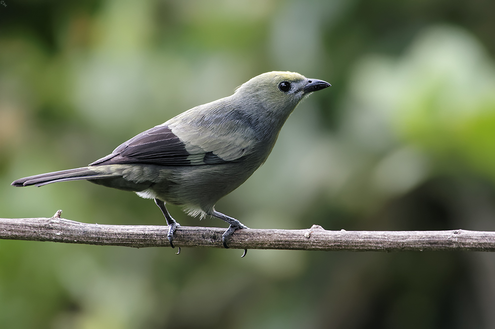 Von dezentem Graublaugrün
