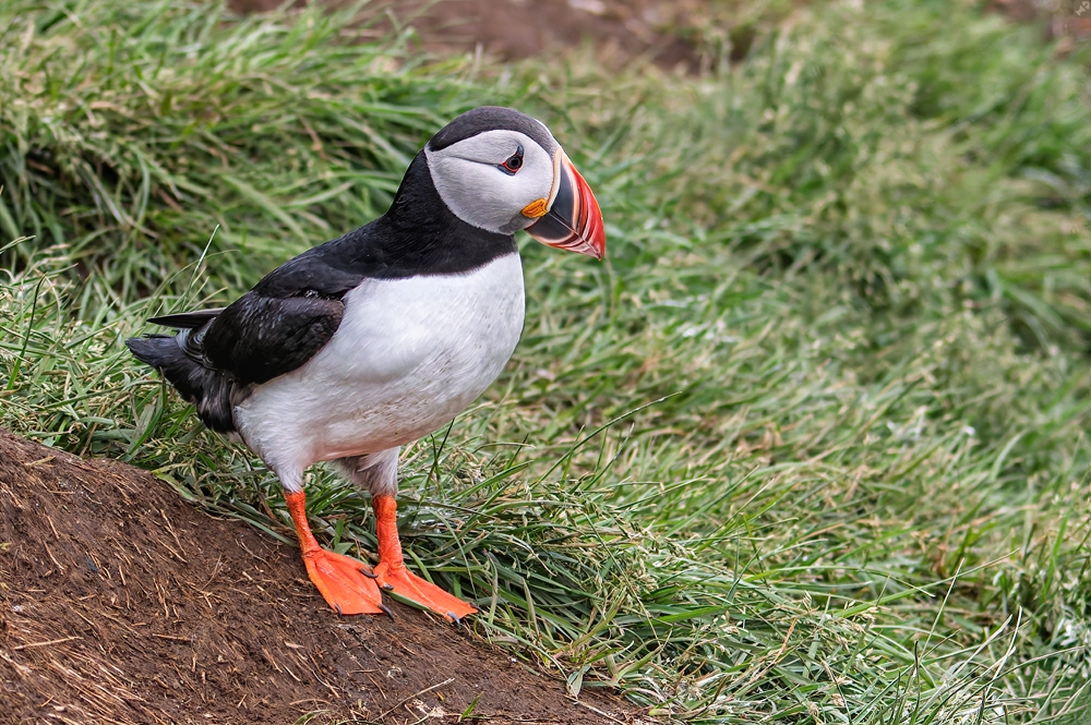 Ein populärer Brutplatz