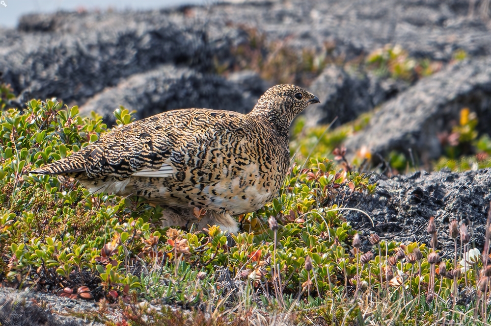 Ein unerwarteter Fluggast
