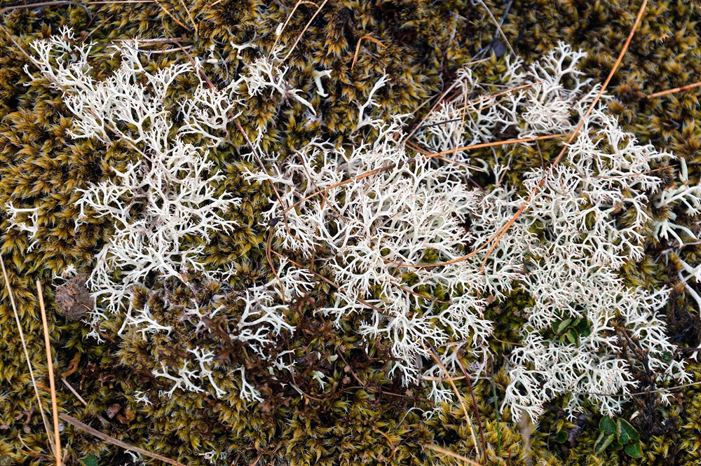 Ein vielseitiges Kraut