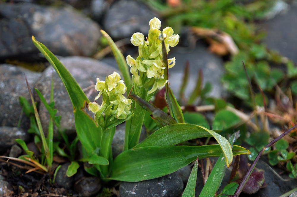 Eine arktische Orchidee