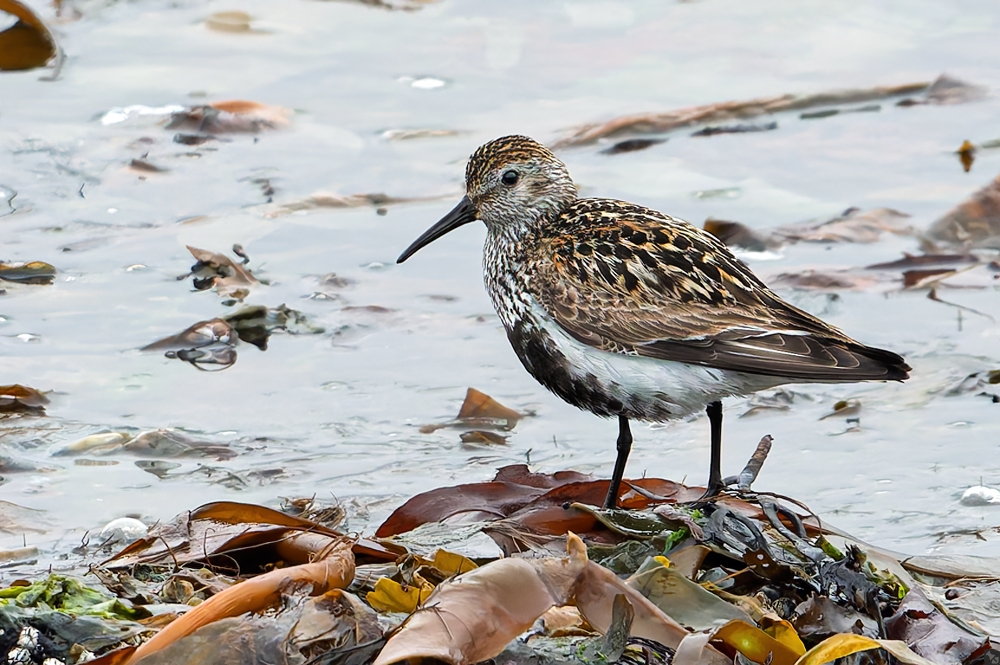 Fern der Alpenstrände