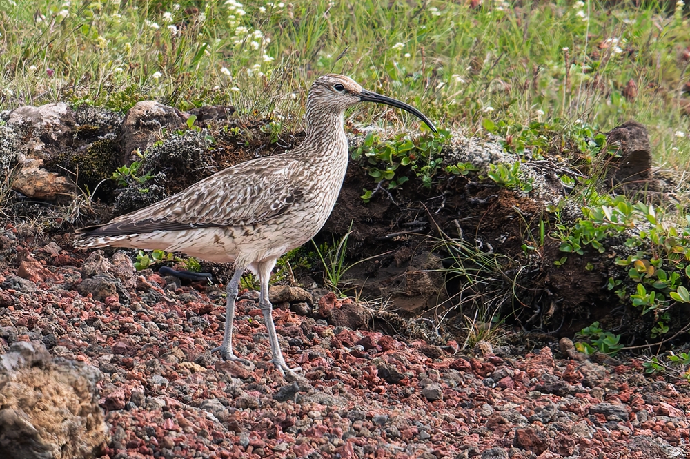 Gebrechlich wie ein Brachvogel