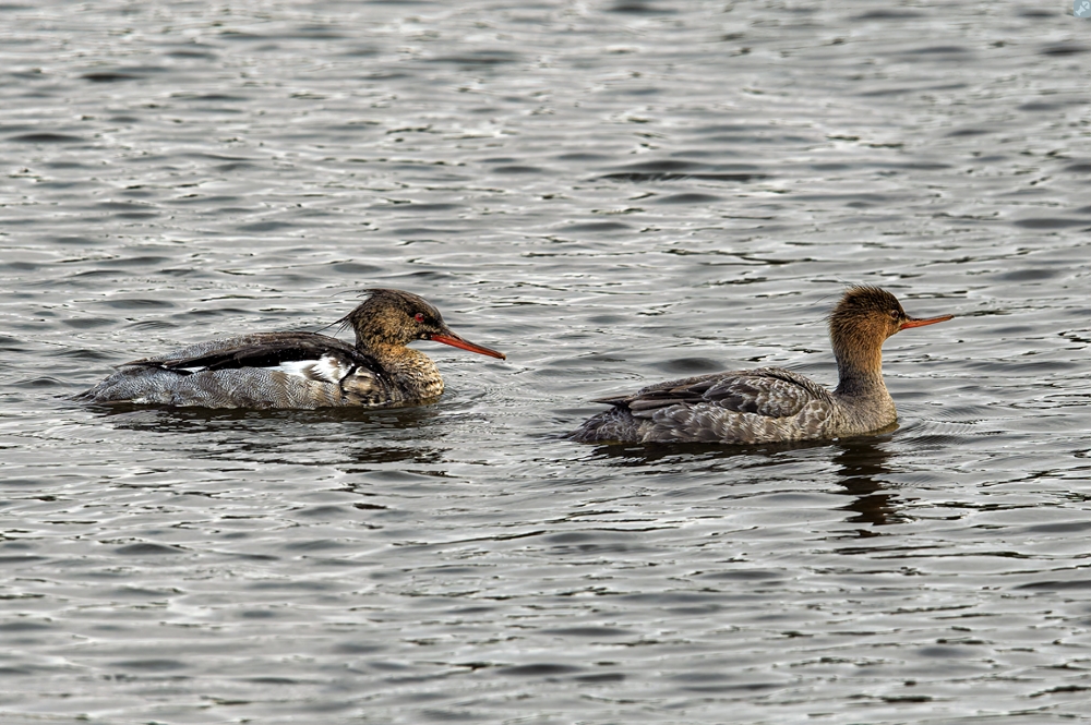 Der Herr trägt Zopf