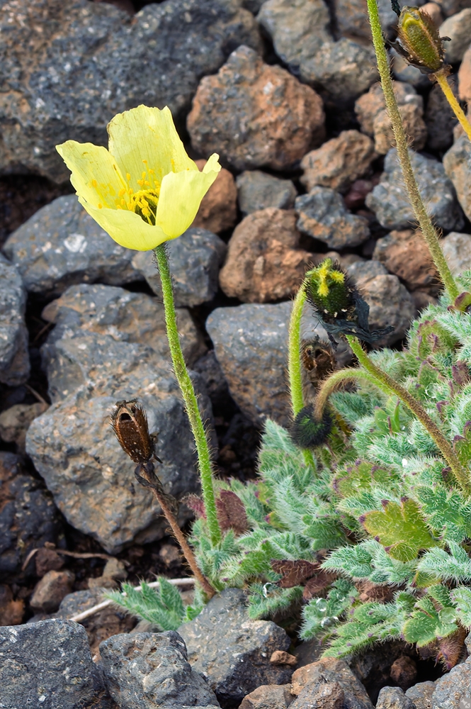 Mohn ist auch eine Blume
