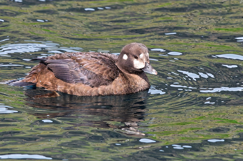 Nur lückig vertreten...