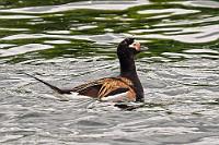 Aufgetaut  Unser heutiges Gistiheimili liegt etwas außerhalb Akureyris südlich des Fjords, aber bevor wir dort einkehren, fahren wir über die lange Brücke, welche das Mündungsdelta des Eyjafjarðará kreuzt, in die Stadt hinein und tanken auf der N1, um für die morgige Rückkehr an den Mývatn gerüstet zu sein.  Zurück auf der Ostseite des Flusses finden wir unsere Unterkunft, treffen aber an der Rezeption niemanden an. Dafür liegen diverse Schlüssel auf dem Tresen und eine beiliegende Gästeliste klärt uns darüber auf, welcher Schlüssel unser Zimmer aufsperrt. Unseren Gastgeber lernen wir so erst am Abend im Restaurant kennen, wo er uns nach einer netten Begrüßung den Ofenfisch des Tages sowie das lokale Bier serviert.  Long-tailed Duck  (Clangula hyemalis)  female Eisente