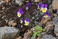 Blutrache  Vielleicht treibt die wagemutigen Spaltwanderer auch die Aussicht an, dem verschollenen Báður zu begegnen, dessen Geist sich hier noch gelegentlich umtreiben soll. Ende des 9. Jahrhinderts lebten in der Nähe zwei Brüder, Báður und Þorkell, von denen der Erste zwei Töchter, der Zweite zwei Söhne hatte, Rauðfeldur und Sölvi. Eines Tages schubste Rauðfeldur Helga, die älteste Tochter Báðurs auf eine Eisscholle, auf der sie bis nach Grönland trieb. Helga soll zwar unverletzt geblieben sein, Báðurs tödliche Rache traf aber beide Söhne Þorkells, Sölvi und Rauðfeldur, der von Báður in diese Schlucht gestoßen wurde.  Wild Pansy (& many, many more names :-)  (Viola tricolor)  Wildes Stiefmütterchen