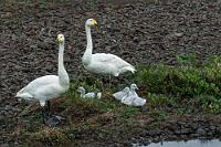 Drillinge  Es ist immer noch bedeckt, neblig trüb und es nieselt, als wir aufbrechen. Wir fahren direkt nach Westen und lassen den nordwestlichsten Teil der Insel, die Hornstrandir Halbinsel aus. Sie ist weitgehend Naturschutzgebiet, kaum bewohnt und nur wenig verkehrsmäßig erschlossen. Wie wir gelesen haben, ein Paradies für Camper und Wanderer, etwas wofür man allein einen ganzen Urlaub braucht und wofür wir uns, ehrlich gesagt, zu alt fühlen :-). Auf unserer Strecke schneiden wir den Hals der Halbinsel und queren einen 500 m hochgelegenen Pass, bis die Straße sich wieder herunter neigt in die fjordreiche Küste entlang der Ísarfjarðardjúp Bucht. Das Wetter ist etwas besser geworden und uns gelingt ein schönes Foto dieser Schwanenfamilie, kurz bevor wir wieder an die Küste stoßen.  Whooper Swan or Common Swan  (Cygnus cygnus)  Singschwan