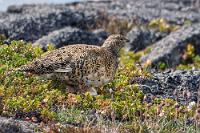 Ein unerwarteter Fluggast  Wir sind vom Felsrücken schon wieder heruntergestiegen und auf dem Weg zum Auto, als plötzlich ein lautes Geflatter ertönt und sich ein ziemlich großer Vogel für einen kurzen Moment auf der Felskante niederläßt. Aufgrund der Färbung und der Größe vermute ich zuerst einen Raubvogel, während Maren schon die kurze Sichtbarkeit von 2-3 Sekunden bis zum erneuten Auffliegen genügt, ein Alpenschneehuhn zu identifizieren. Auch andere Besucher sind aufmerksam geworden und während wir in der Hoffnung, der Vogel hätte sich nahebei niedergelassen, den Felsen wieder erklimmen, starren alle jetzt nicht mehr in die Felskluft, sondern angestrengt in den Zwergstrauchbewuchs des Plateaus.  Rock Ptarmigan  (Lagopus muta islandorum)  female Alpenschneehuhn