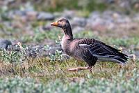 Erwischt  Zuhause im nahegelegenen Park mit großem See sind die zahlreichen wilden Graugänse aufgrund des starken Publikumverkehrs schon so entspannt, dass man fast aufpassen muß, nicht über sie zu stolpern. Auf Island hingegen sind sie noch so scheu, dass man meist keine Chance hat, sich ihnen zu nähern. Ich nutze deshalb bei der Rückkehr zum Parkplatz die Gelegenheit, eine der sich offensichtlich auf der anderen Flußseite sicher wähnenden Graugänse abzulichten.  Greylag Goose  (Anser anser)  Graugans