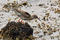 Feuchter Ansitz  Da es immer noch eine knappe Stunde bis zur Öffnung des Museums dauert, besuchen wir den Flakkarinn Aussichtpunkt oberhalb der Hafenausfahrt. Damit stehen wir auf einem Felsenbrocken, der vor einem halben Jahrhundert beim Vulkanausbruch des Eldfell abbrach und vom Lavastrom bis an den Rand der Hafeneinfahrt transportiert wurde und dort glücklicherweise nicht in den Hafen stürzte. Die genaueren Umstände der Katastrophe hoffen wir gleich im Museum zu erfahren, vorerst fahren wir zum Wasser hinunter, wo es uns leider nicht gelingt, eine kurzlebige Wasserhose rechtzeitig noch auf den Chip zu bannen. Dafür entschädigen uns Eiderenten, Gryllteiste und dieser Rotschenkel mit einigen Aufnahmen.  (Common) Redshank  (Tringa totanus)  Rotschenkel