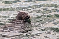 Geheimtip  Es bleibt die ganze Zeit bei gerade mal 5, 6 Autos auf dem Parkplatz und im Vergleich zu dem gestrigen Auftrieb am Jökulsárlón herrscht eine geradezu himmlische Ruhe. Die paar Mitmenschen verlaufen sich auf dem Gelände und wir sind völlig ungestört am Süsswassertümpel nahe des Leuchtturms, auf dessen kleinen Grasinseln Lachmöwen, Küstenseeschwalben und winzige Odinshühnchen brüten. Und als auf dem Rückweg entlang des Klippenrandes auch noch eine Kegelrobbe ihren Kopf aus den Wellen reckt, sind wir noch glücklicher, uns diesen Ort genauer angesehen zu haben.  Grey Seal  (Halichoerus grypus)  Kegelrobbe