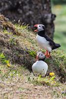 Lundis  Ein Stückchen weiter lehnen sich einige Besucher trotzdem weit über die Kettenabsperrung hinaus und nehmen mit herausgestreckten Handys irgendetwas auf. Auch wir sind natürlich neugierig und nur wenig später machen wir ebenfalls lange Arme und bannen unsere ersten Lundis auf den Sensor.  Atlantic Puffin  (Fratercula arctica)  Papageitaucher, Lundi (Färöisch)