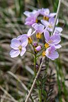 Mayflower, die Zweite  An einem Aussichtspunkt mit mehreren Autos halten wir ohne große Erwartungen, sind dann aber überrascht, wie toll der Blick über schwarzen Strand, felsige Küste und beeindruckendes Gebirge ist. Vor uns steht ein orangefarbener Leuchtturm und als wir aussteigen, begrüßt uns im Gras ein leuchtend blühendes Wiesenschaumkraut, viel schöner, als das auf Heimaey fotografierte, weshalb das Blümchen hier nochmal zu Ehren kommt.  Cuckoo Flower, Lady's Smock, Mayflower or Milkmaids  (Cardamine nymanii)  (Polar-)Wiesenschaumkraut