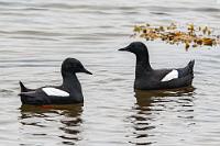 Nach Vestfirðir  Ab hier verlassen wir den Hringvegur und biegen, nachdem wir den Hrútafjöðdur Fjord passiert haben, Richtung Norden auf die Straße 68 ab. Im Gegensatz zu den meisten Islandbesuchern nutzen wir die uns zur Verfügung stehende Urlaubszeit von 4 Wochen aus und machen auch noch die Westfjorde unsicher. 30 km nach Hvammstangi füllen wir an einer N1 den Tank wieder voll und lassen uns auf der weiteren Strecke viel Zeit, bummeln auf der menschenleeren Straße entlang der Küste mit gemächlichen 60 km/h voran und halten dabei Ausschau nach diversen Wasservögeln. Die Mittelsäger waren wieder da, unzählige Eiderenten mit und ohne Nachwuchs, Rotschenkel, Singschwäne, Kormorane, Regenpfeifer und sogar ein paar Alpenstrandläufer. Endlich bekomme ich auch einmal die schon oft gesehenen Gryllteiste vernünftig vor die Linse. Bereits kurz nach 12:00 Uhr erreichen wir unser Hotel, sind noch die einzigen auf dem Parkplatz und müssen natürlich prompt im Aufenthaltsraum warten, weil unser Zimmer erst ab 15:00 Uhr bezugsfertig ist.  Black Guillemot or Tystie  (Cepphus grylle)  Gryllteiste