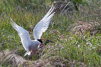 Nestflüchter  Irgendwie muß es doch möglich sein, dieses Feature auch in unserem SUV zu killen?! Während wir unsere Halbinselumrundung auf der Küstenstraße fortsetzen, wühlt Maren im Handschuhfach nach einem Handbuch für den Duster. Es findet sich lediglich ein mehrseitiges Faltblatt in englischer Sprache, welches beschreibt, wie man in die verschachtelten Ebenen des großformatigen Displays vordringt, in dem es für alle Funktionen tiefgründige Untermenüs gibt. Links und rechts der Straße erstrecken sich Weiden und Wiesen, auf denen offensichtlich Seeschwalben ihrem Brutgeschäft nachgehen. Ich hingegen muß aufpassen, keine Eiderenten zu überfahren, die sich bei zunehmenden Sonnenschein auf dem Asphalt niedergelassen haben, um sich den Po zu wärmen. Nachdem Maren signalisiert, Anhaltspunkte für eine Problemlösung gefunden zu haben, halten wir erst einmal an, um uns dem Einstellungsmenü zu widmen. Wie sich herausstellt, bedarf es 'nur' vierer Tabs auf das Navidisplay, um die vermaledeite Lenkbevormundung zu deaktivieren. Leider läßt sich dieses absolut überflüssige "Feature" nicht dauerhaft abstellen, so dass es – wie bei Marens Golf 8 – zukünftig vor jedem Fahrtantritt eines Fingertanzes durch das Menü bedarf.  Arctic Tern  (Sterna paradisaea)  Küstenseeschwalbe