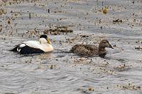 Paarweise  Es ist trotz der frühsommerlichen Jahreszeit empfindlich kühl, gelegentlich schauert es ein wenig und der Wind weht ziemlich stürmisch um die Spitze der flachen Halbinsel. Wir haben uns warm eingepackt und ich bin trotz meiner Abneigung gegen jedwede Art von Kopfbedeckung nun doch froh, mir meinen zuvor erworbenen Beanie über die Ohren ziehen zu können. In den hinter einem flachen Deich liegenden, steinigen Ufergewässern tobt ein vielfältiges Wasservogelleben, so dass unsere Kameras reichlich zu tun bekommen. Man nehme uns also bitte nicht übel, dass die folgenden paar Aufnahmen sich auf die Dokumentation der sich hier tummelnden Arten beschränken.  Common Eider, Cuthbert's Duck or Cuddy's Duck  (Somateria mollissima)  male, female Eiderente