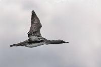Pfeilschnell  Zurück auf unserem gemütlichen Zimmer haben wir den weiteren Abend mit YouTube verbracht. Uns beide zwickt aber ein leichte Erkältung, so dass die Nacht nicht ganz so erholsam verläuft, wie wir es uns erhofft haben. Das hindert uns aber nicht daran, pünktlich zum Frühstück im urigen Restaurant zu erscheinen und kurz danach erneut zur Erkundung des Mývatnostufers aufzubrechen. Wieder umfahren wir den Tunnel und sind alsbald an der Einmündung, wo die Straße 1 wieder auf den See trifft.  Hier fließt ein quirliges Wildwasser, auf dem Uferrastplatz steht ein SUV und ein Mensch, der ein mächtiges Teleobjektiv in Anschlag bringt. Hah!..., da sollte auch für mich was bei sein und nur wenig später kriege ich gerade noch einen vorbeifliegenden Sterntaucher zu fassen – zwar von minderer Qualität, aber mein Erster und Einziger!  Red-throated Loon  (Gavia stellata)  Sterntaucher